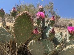 Opuntia basilaris treleasei