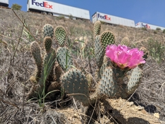 Opuntia basilaris treleasei