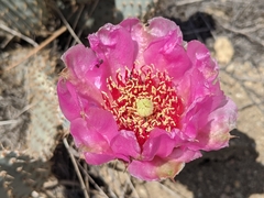 Opuntia basilaris treleasei