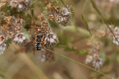 Anthidium chilense