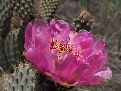 Opuntia basilaris treleasei