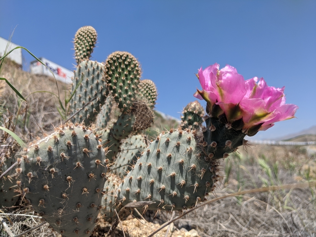 Prickly Pears (Genus Opuntia) · iNaturalist