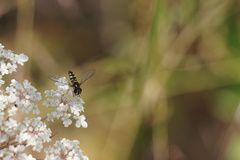Allograpta hortensis