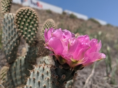 Opuntia basilaris treleasei