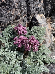 Lomatium minus