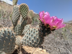 Opuntia basilaris treleasei
