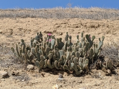 Opuntia basilaris treleasei