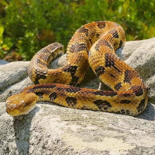 Timber Rattlesnake (Herpetofauna Of Middle Tennessee) · INaturalist