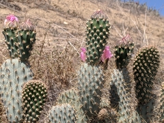 Opuntia basilaris treleasei