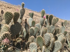 Opuntia basilaris treleasei
