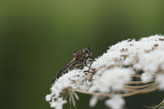 Asilidae