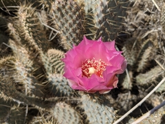 Opuntia basilaris treleasei