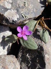 Claytonia umbellata