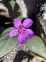 Claytonia umbellata