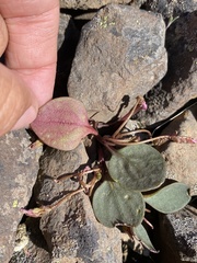 Claytonia umbellata