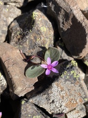 Claytonia umbellata