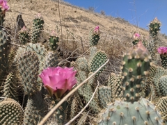Opuntia basilaris treleasei