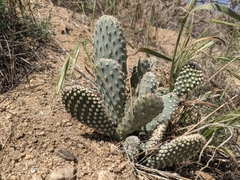 Opuntia basilaris treleasei