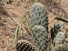 Opuntia basilaris treleasei