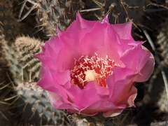 Opuntia basilaris treleasei