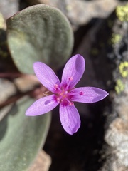 Claytonia umbellata