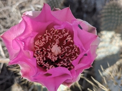 Opuntia basilaris treleasei