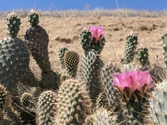 Opuntia basilaris treleasei