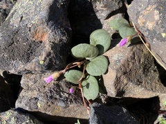 Claytonia umbellata