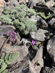 Claytonia umbellata