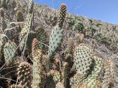 Opuntia basilaris treleasei