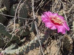 Opuntia basilaris treleasei