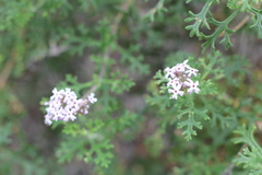 Junellia crithmifolia