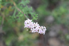 Junellia crithmifolia