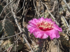 Opuntia basilaris treleasei