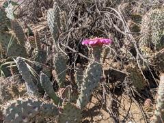 Opuntia basilaris treleasei