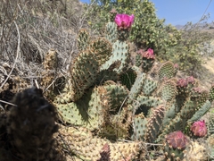 Opuntia basilaris treleasei