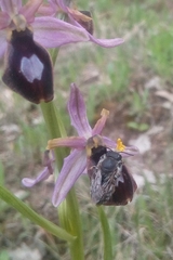 Megachile albonotata