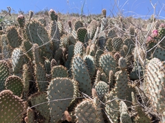 Opuntia basilaris treleasei