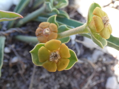 Euphorbia tuberosa