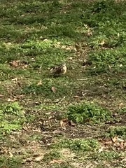 Turdus pilaris