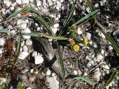 Euphorbia tuberosa