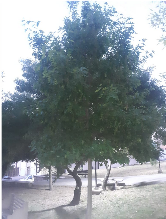 Roble Americano