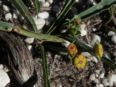 Euphorbia tuberosa
