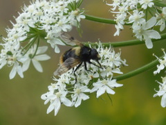 Volucella bombylans