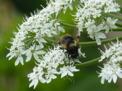 Volucella bombylans