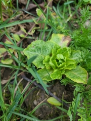 Lactuca sativa