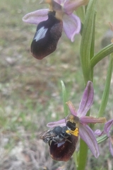 Megachile albonotata