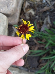 Gaillardia aestivalis