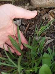 Gaillardia aestivalis