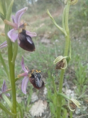 Megachile albonotata